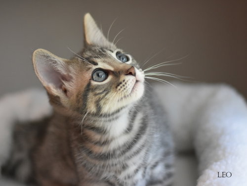 picture of the cat needing adoption