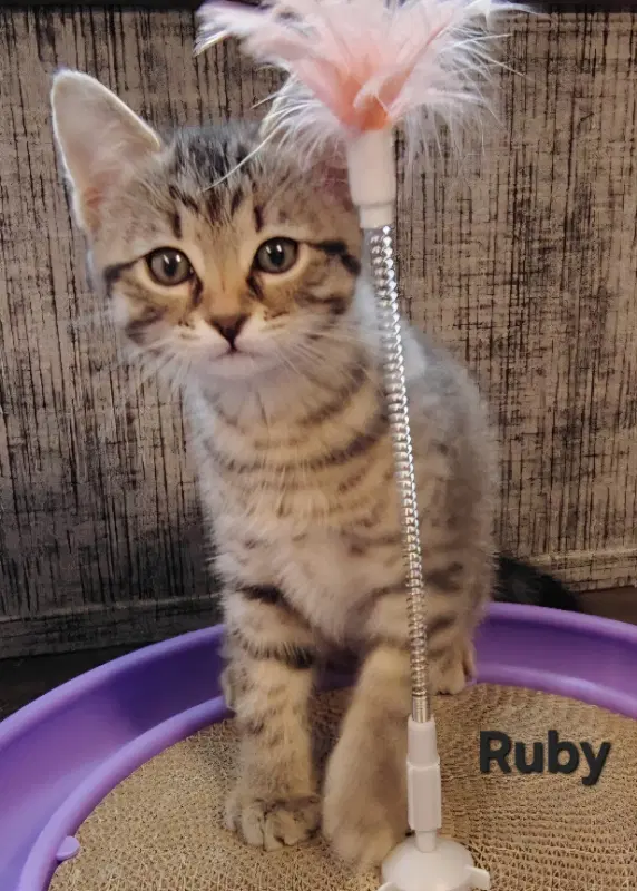 Ruby - Tabby