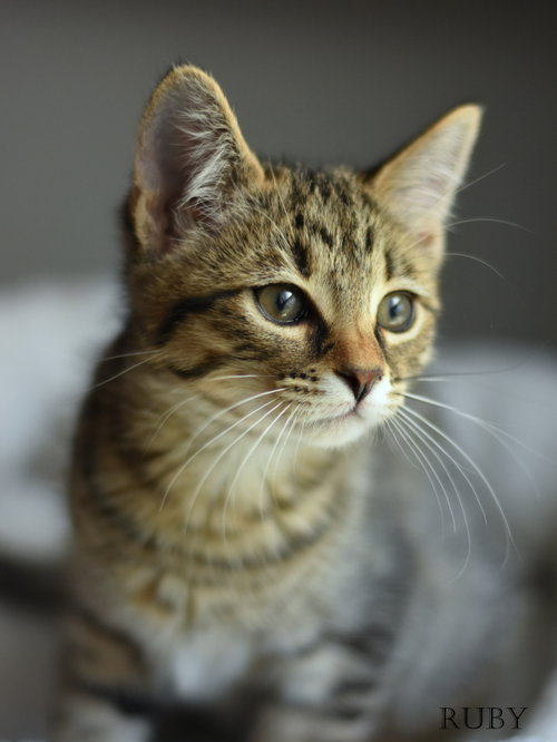 picture of the cat needing adoption