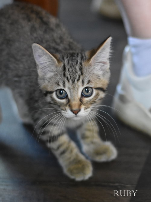 Photo 5 of Ruby