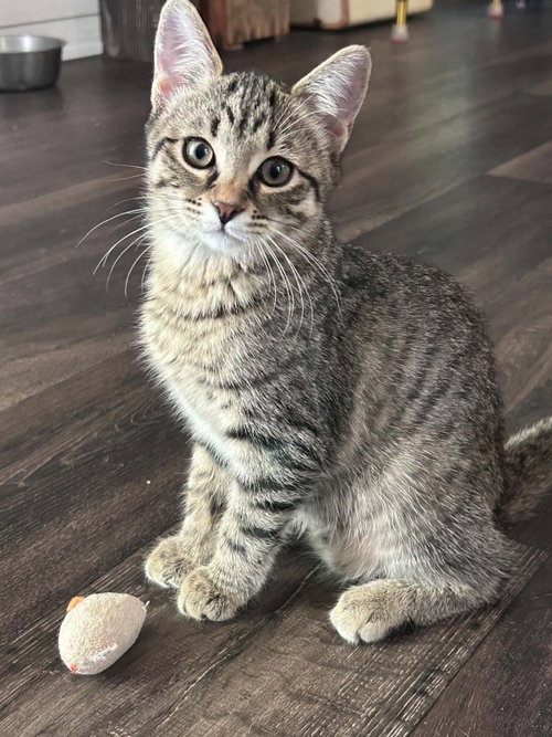 Ruby, a cat for adoption from Animal Shelter Volunteers of Texas