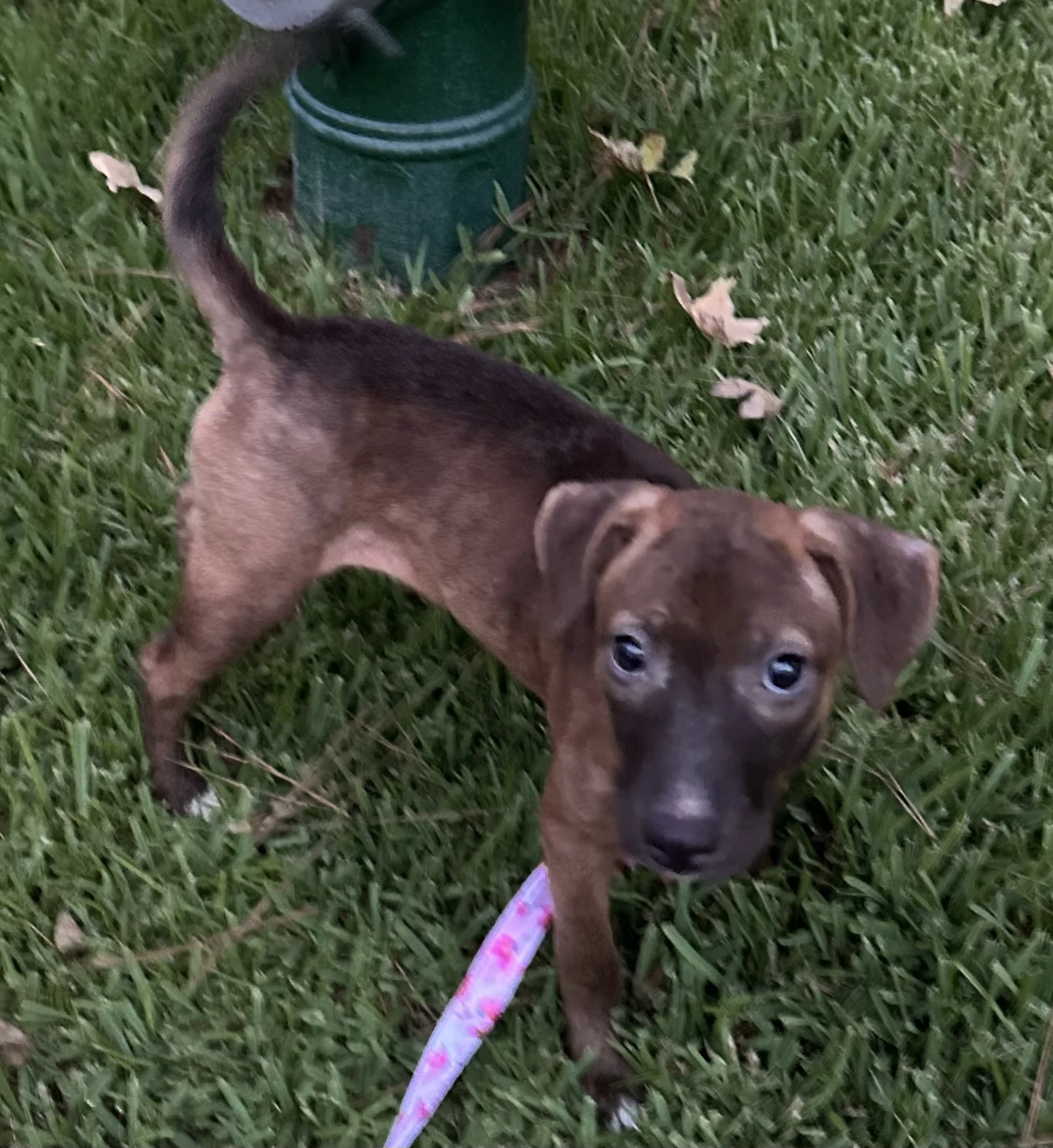 Penny