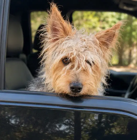 Benji image 4