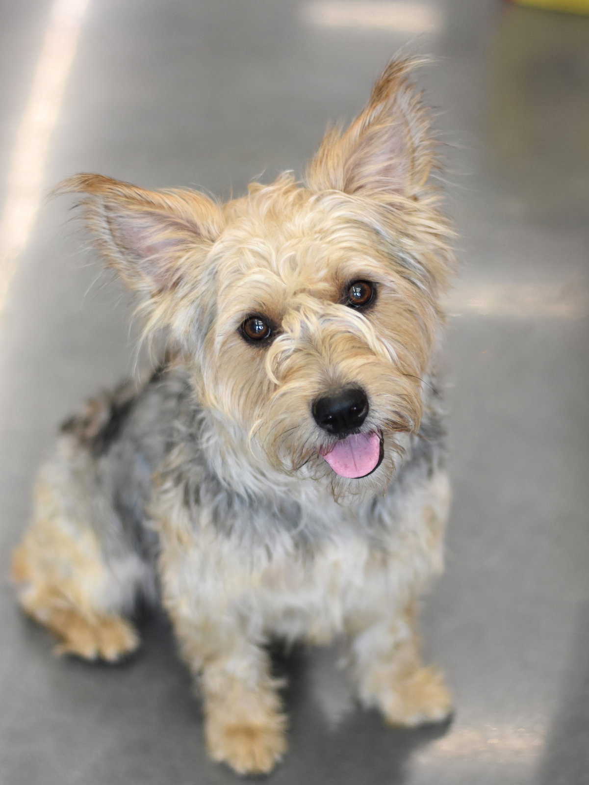 Benji, Silky Terrier