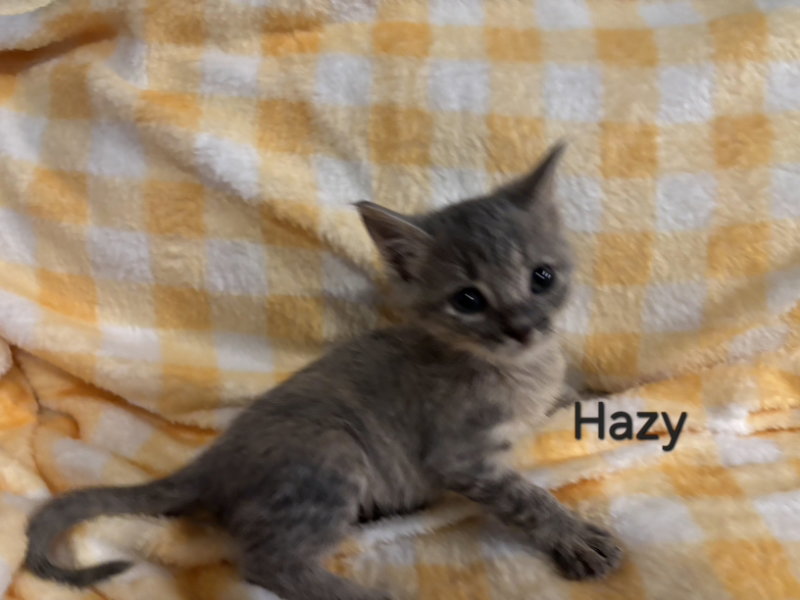 Hazy, Tabby