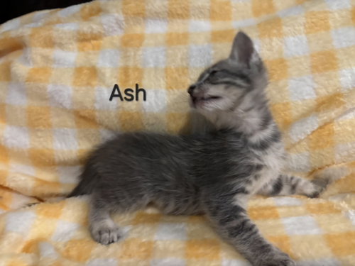 Ash, a cat for adoption from Animal Shelter Volunteers of Texas