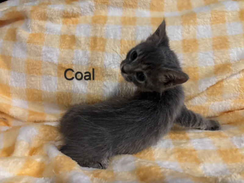 Coal, Tabby