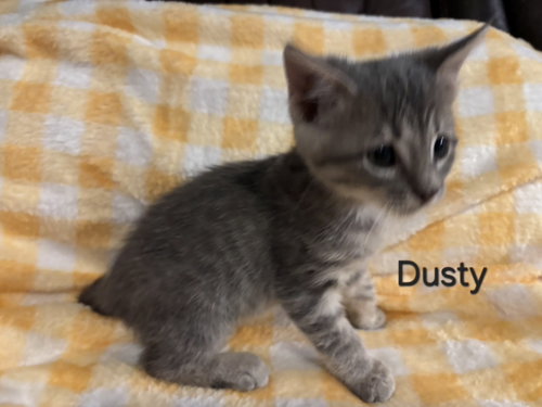Dusty, a cat for adoption from Animal Shelter Volunteers of Texas