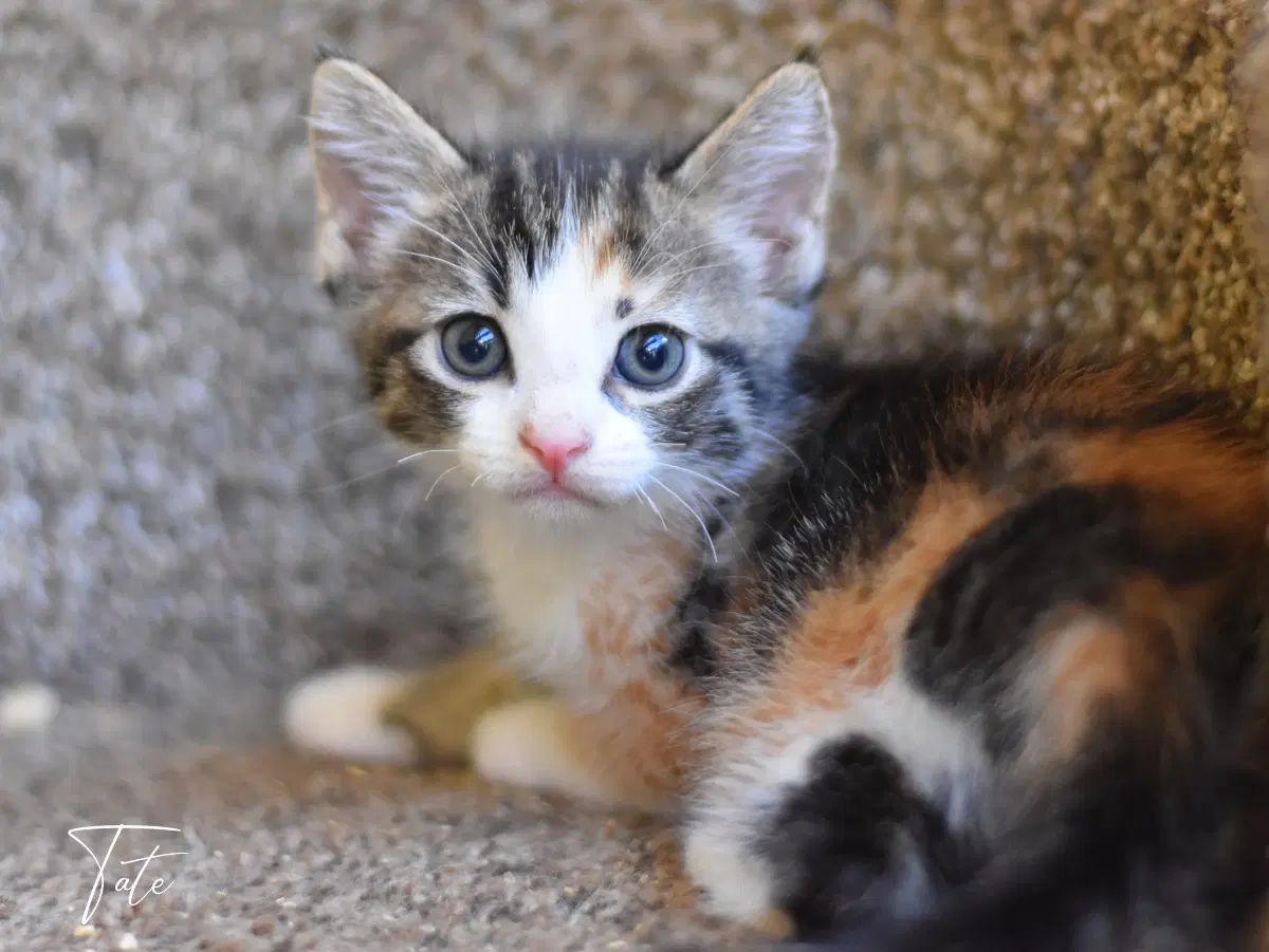Tater - Calico