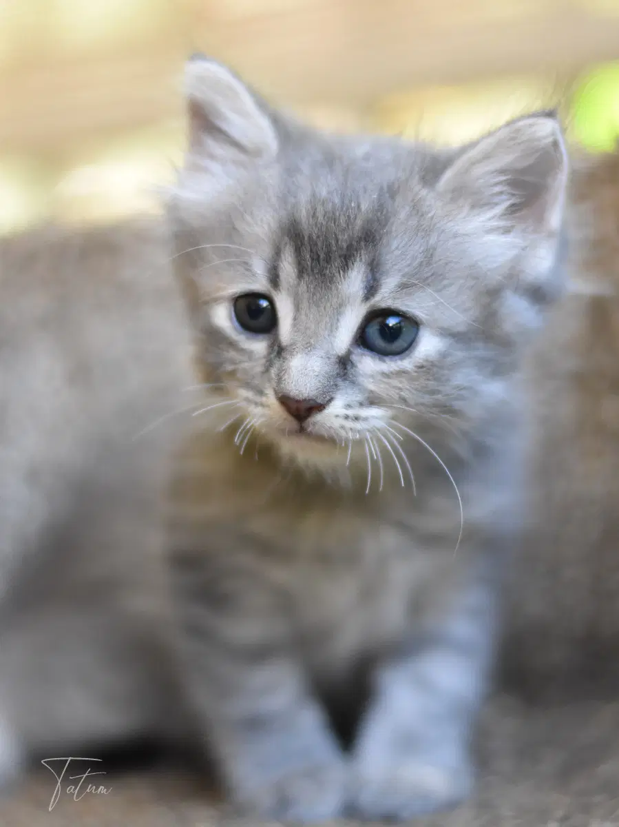 Tatum - Russian Blue