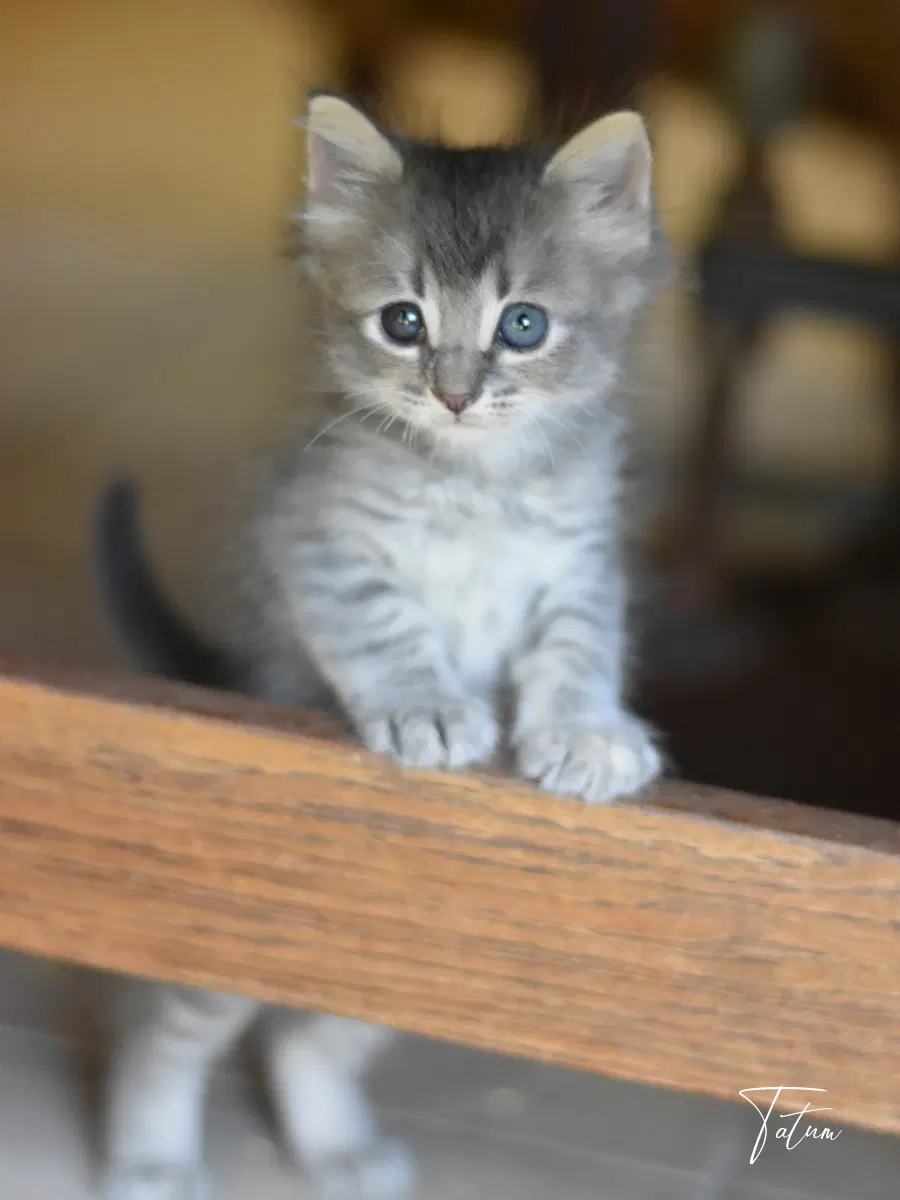 Tatum image 3