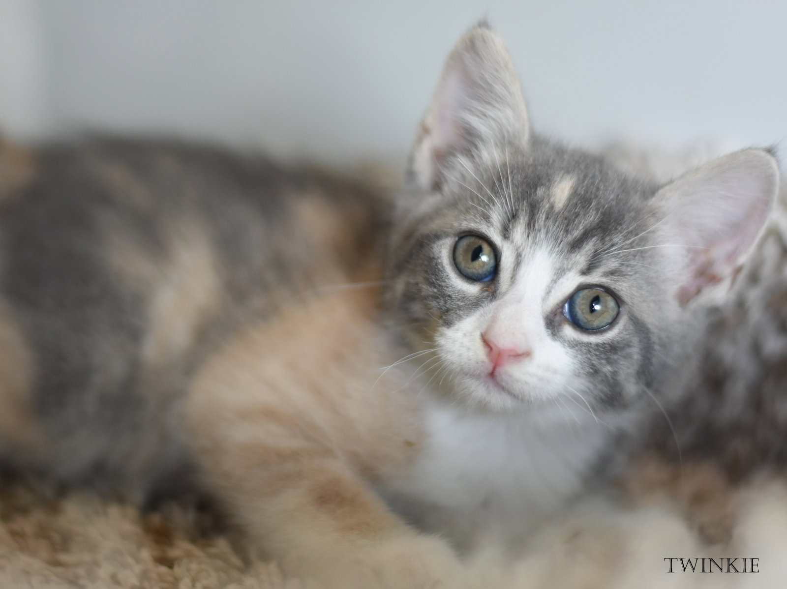 Twinkie, Calico