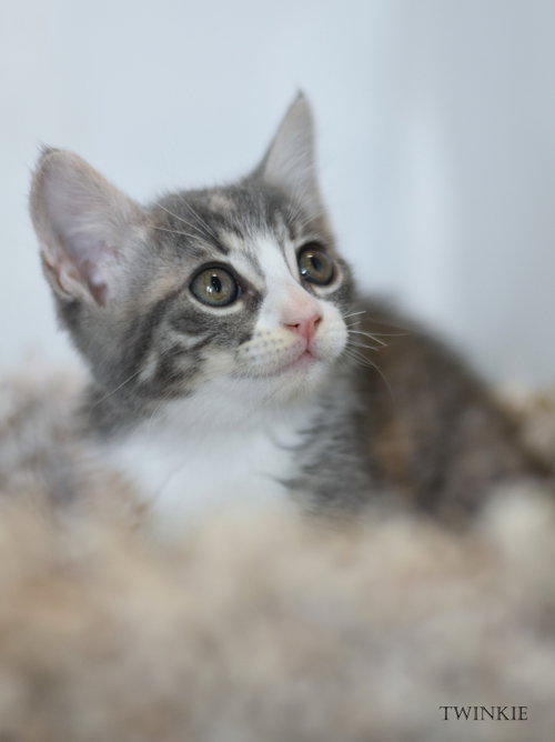 Photo 2 of Twinkie