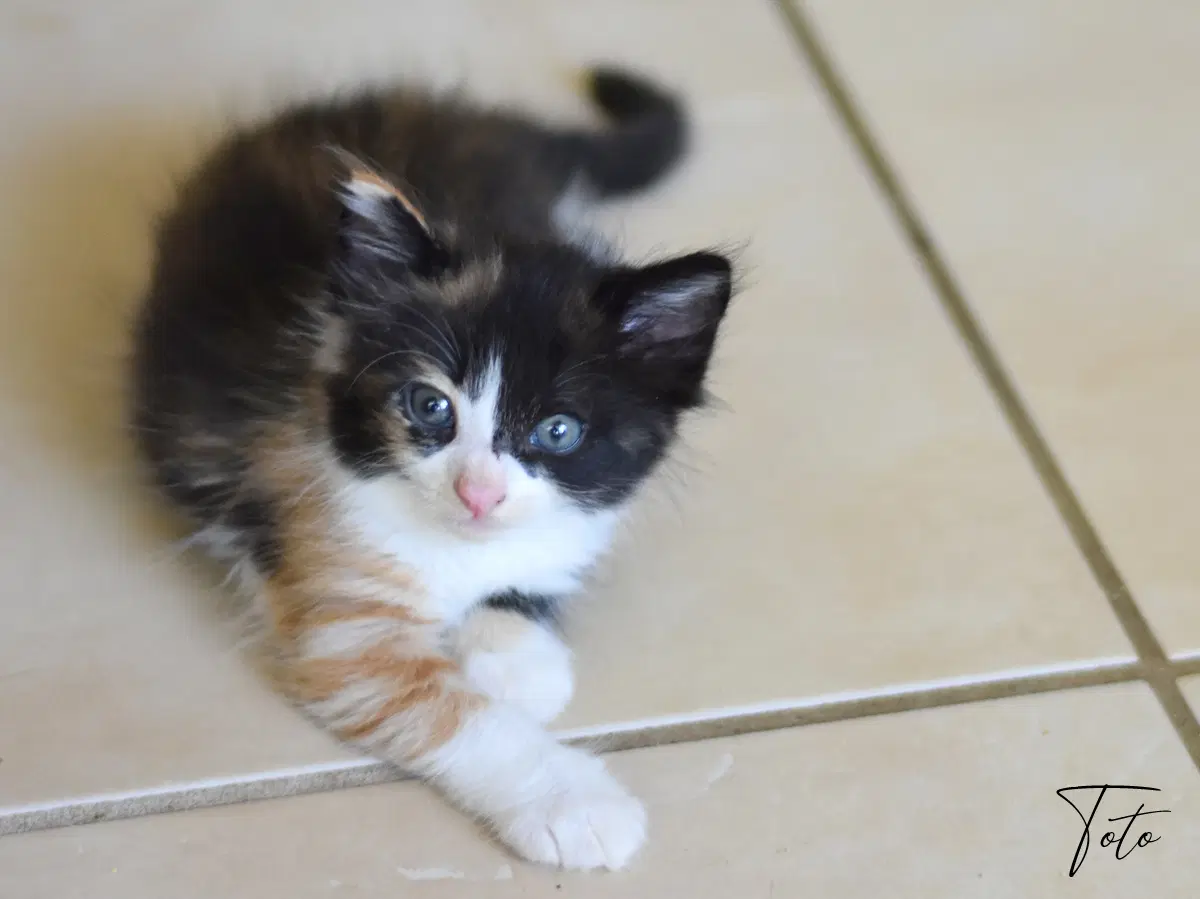 Toto - Calico