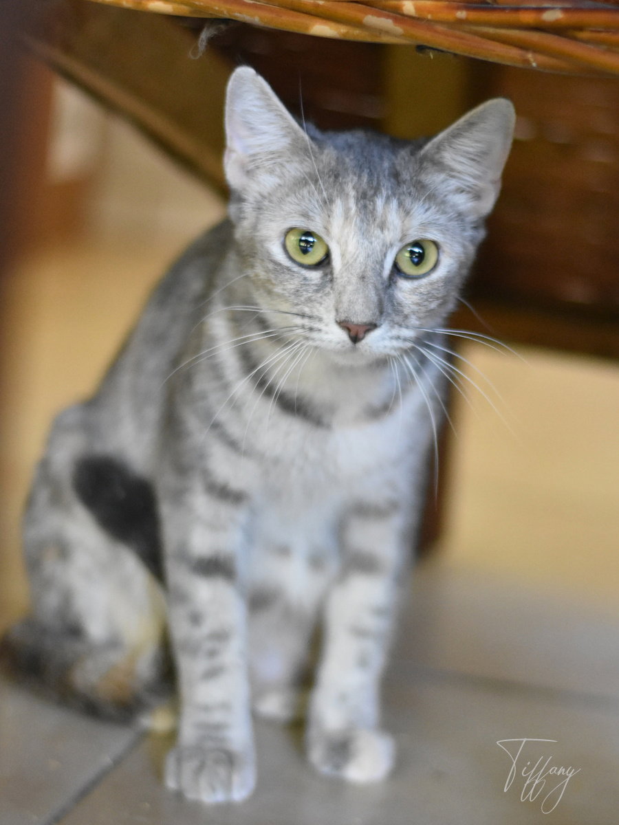 Tiffany, Domestic Medium Hair
