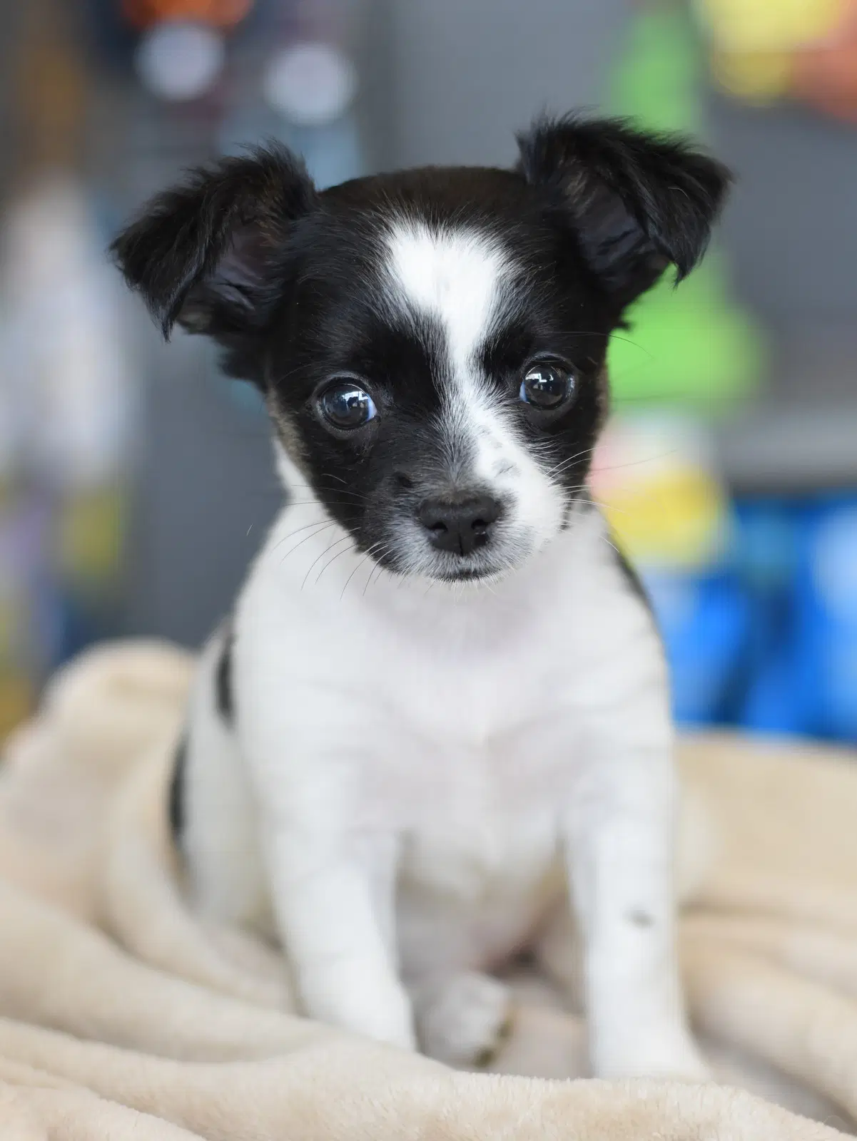 Camille - Chihuahua
