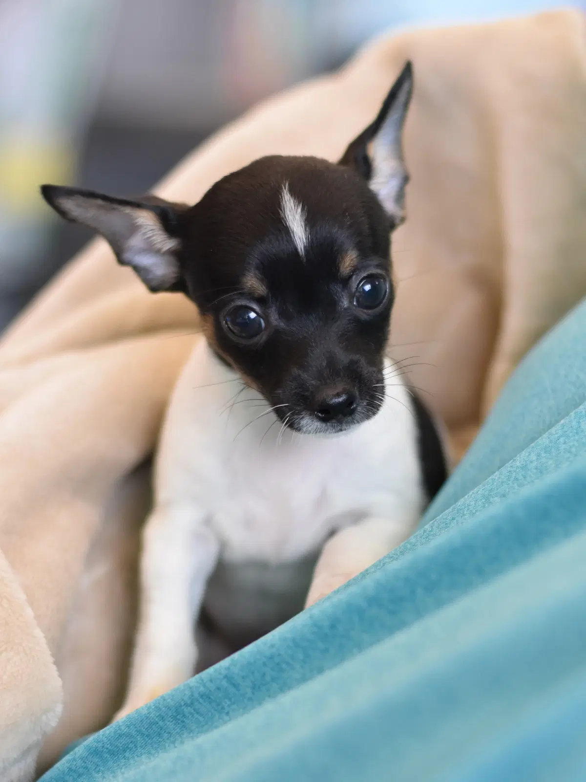 Carita - Chihuahua