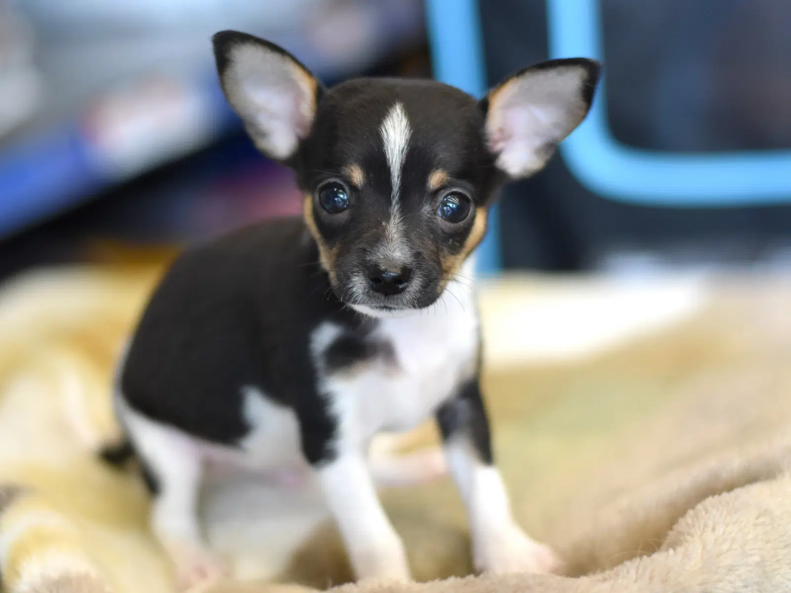Capone - Chihuahua