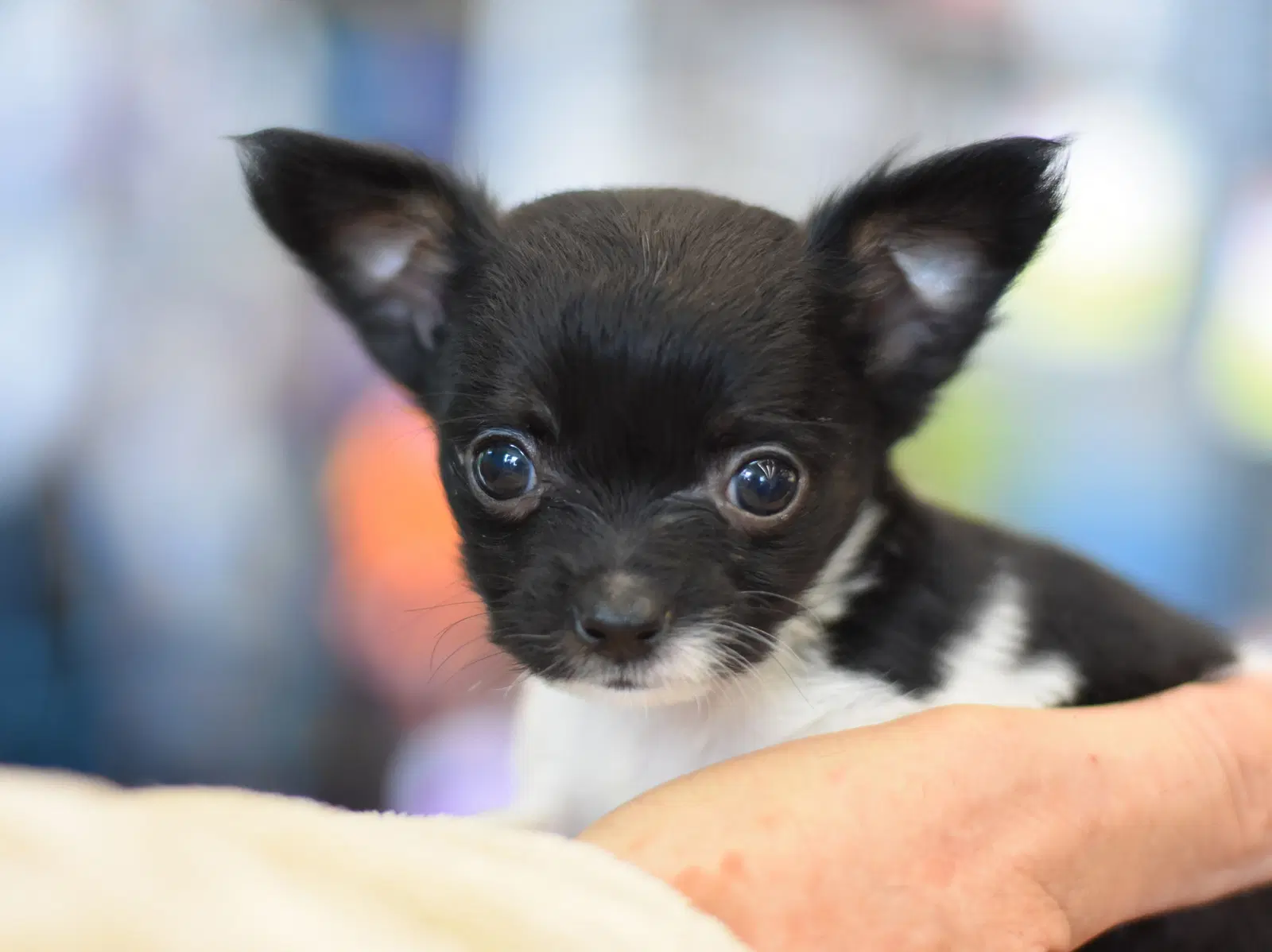 Cuddles - Chihuahua