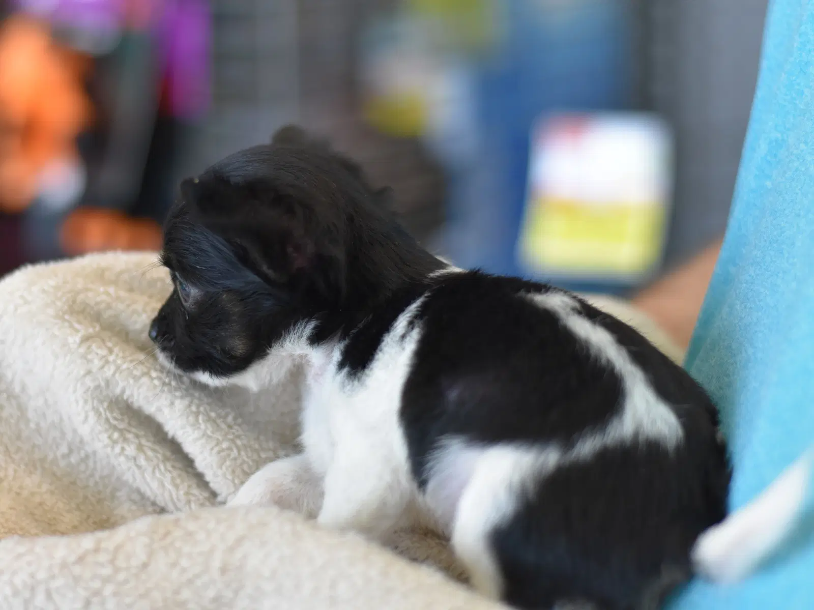 Cuddles image 2
