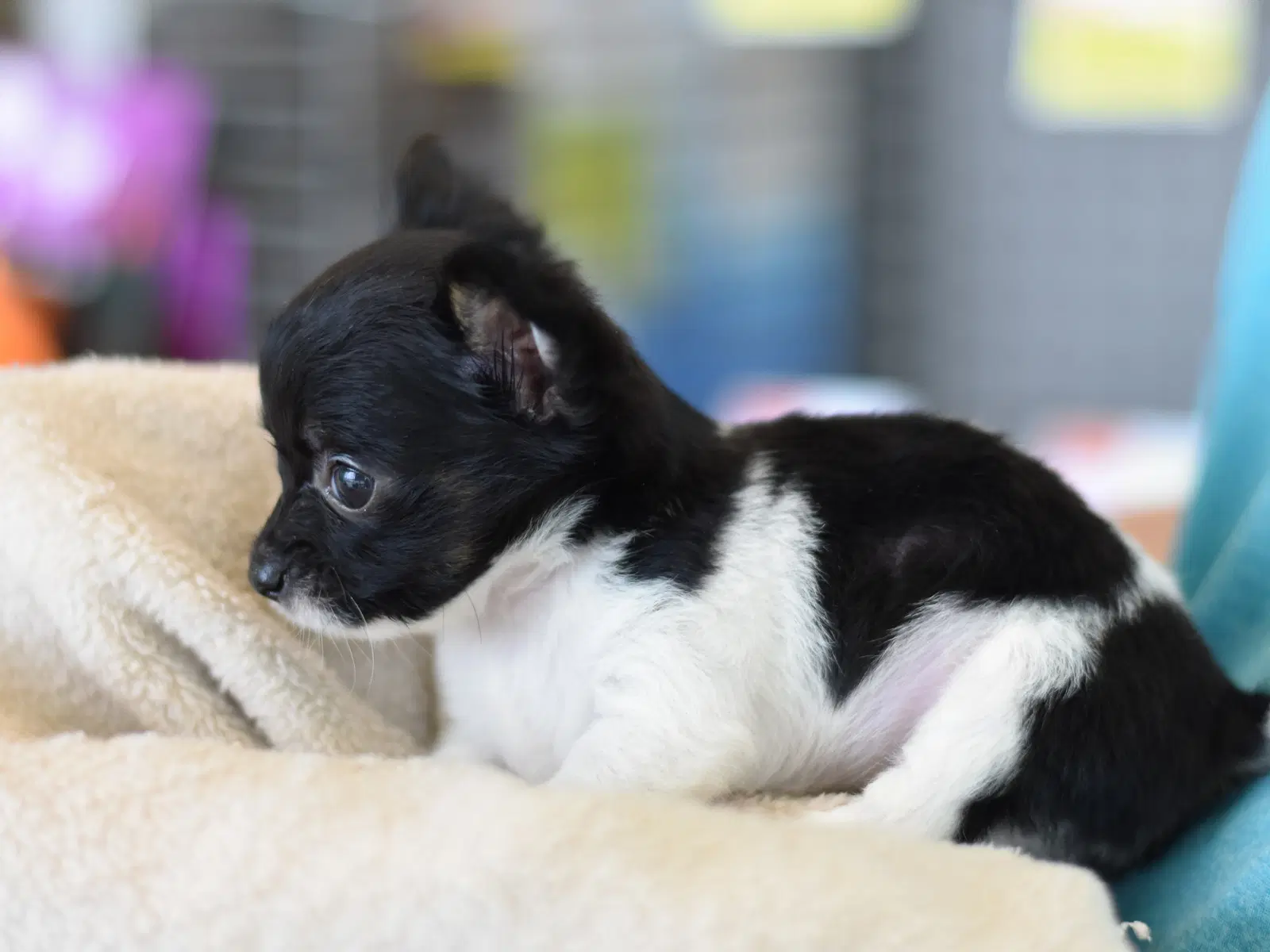 Cuddles image 3