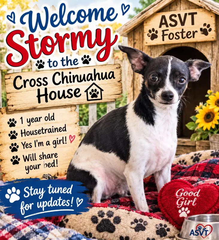 Stormy - Chihuahua