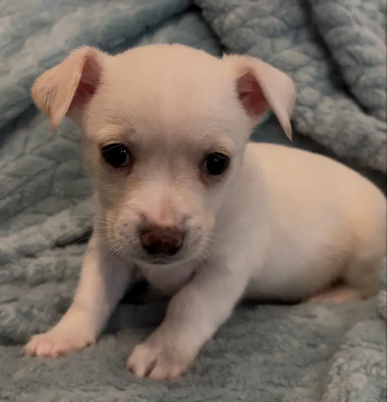 Unity - Chihuahua