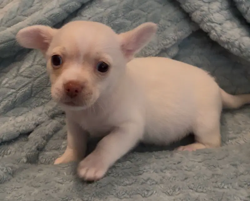 Wren - Chihuahua