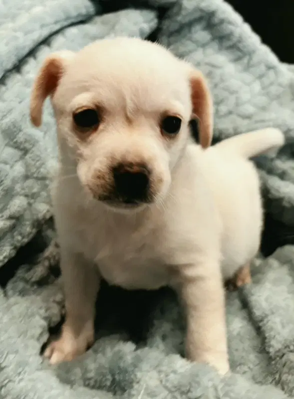 Vance - Chihuahua