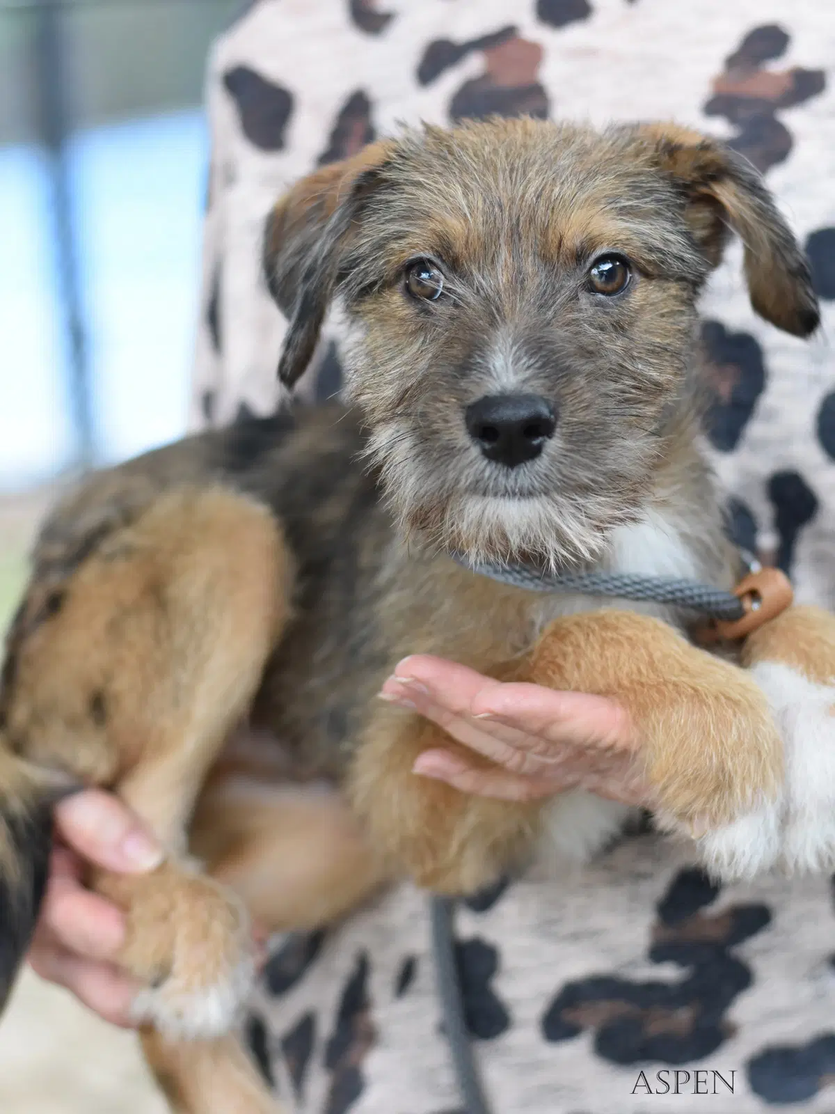 Aspen - Border Terrier