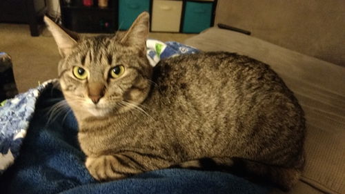 Mia