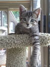Izzy