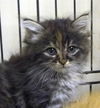 Meredith