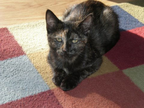 Tippy