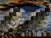 Frieze