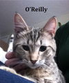 O'Reilly