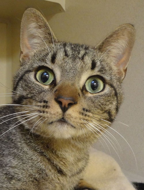 Kahlua
