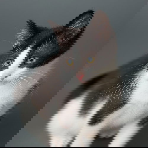 e. e.