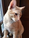 King Louie Buddy