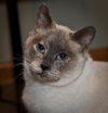 Jasmine