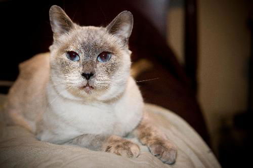 Jasmine