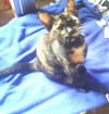 Tortilla and Wilhelmina