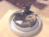 Tortilla and Wilhelmina