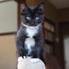 Harriet