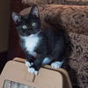 Harriet