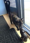 Wilhelmina and Tortilla