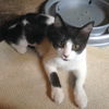 Wilhelmina and Tortilla