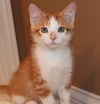 Toby