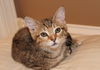 Cleo