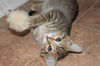 Cleo